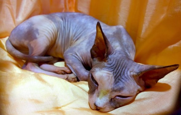 Sphynx cat lying on a yellow blanket